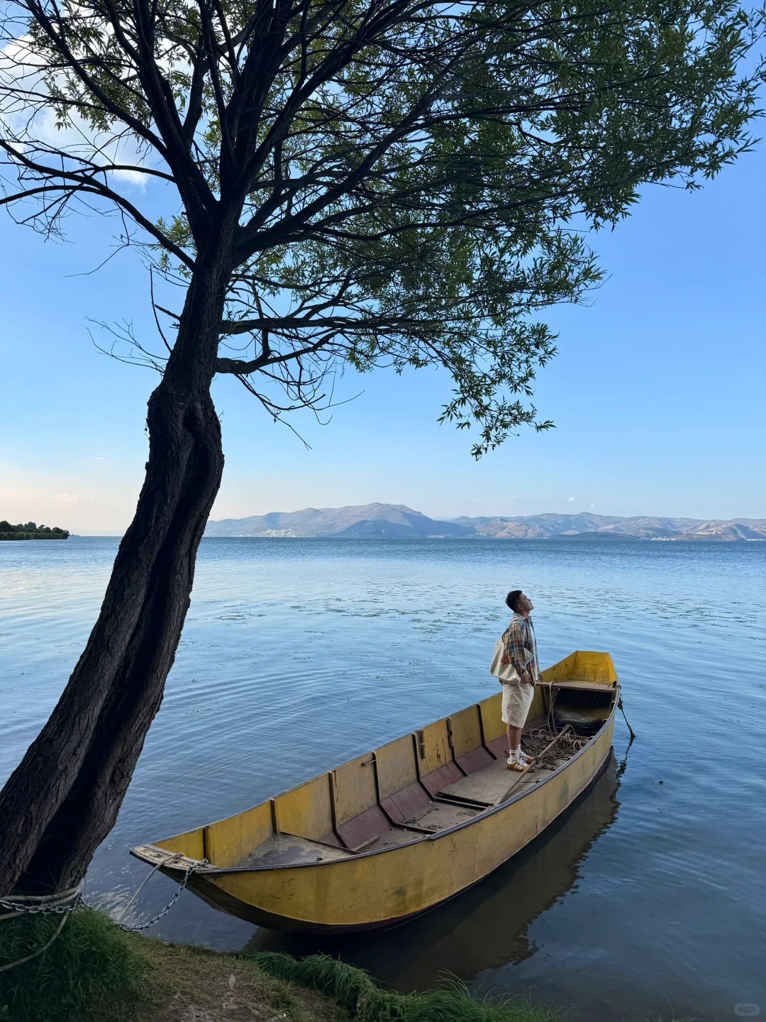 为了这9️⃣颗树！！我愿意再去一次云南！！！_4_比先生要早睡_云南-来自52tours 我爱旅游网